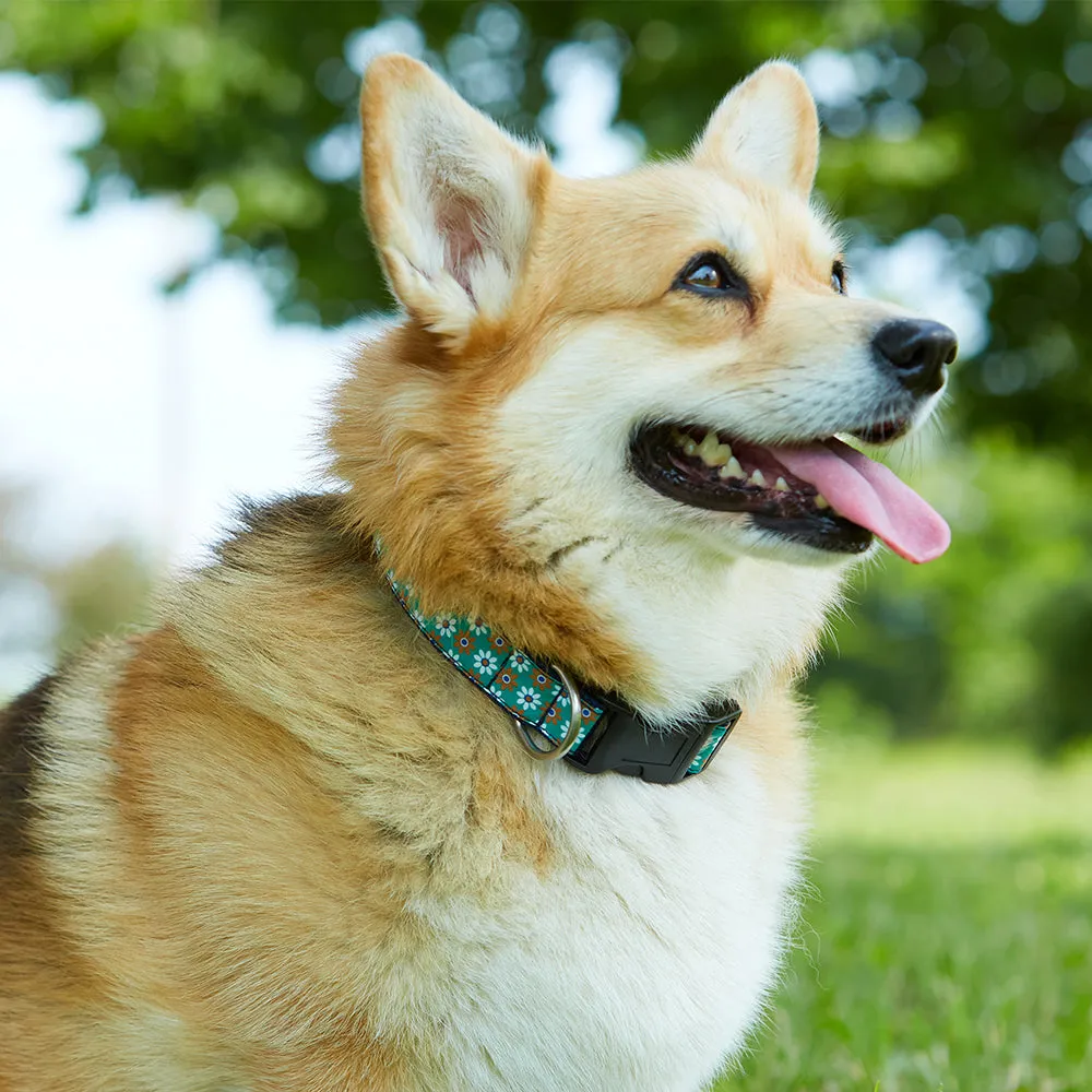 Argyle & Sutherland - Dog Collar