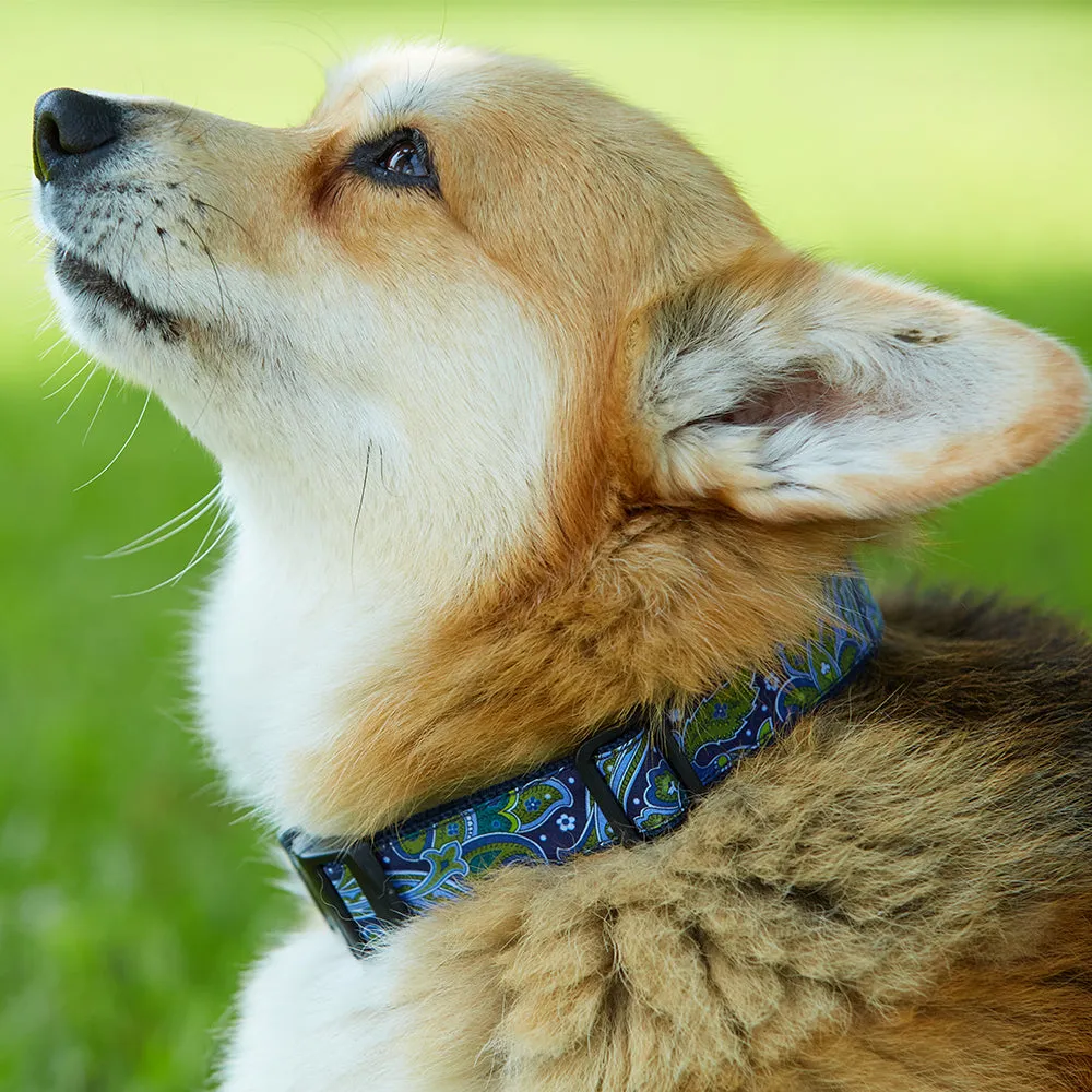 Argyle & Sutherland - Dog Collar