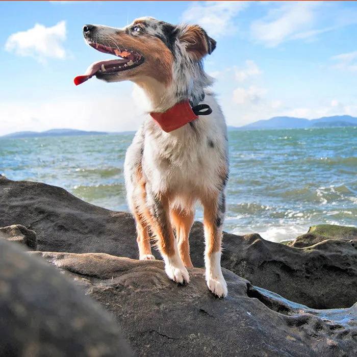 Niteize - RadDog All-In-One Collar   Leash - Large